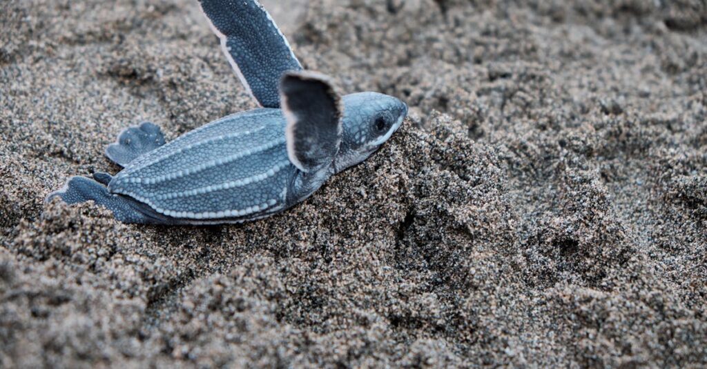 découvrez l'univers fascinant des tortues, ces créatures marines et terrestres emblématiques. apprenez-en davantage sur leurs habitats, comportements et l'importance de leur conservation pour préserver notre écosystème.