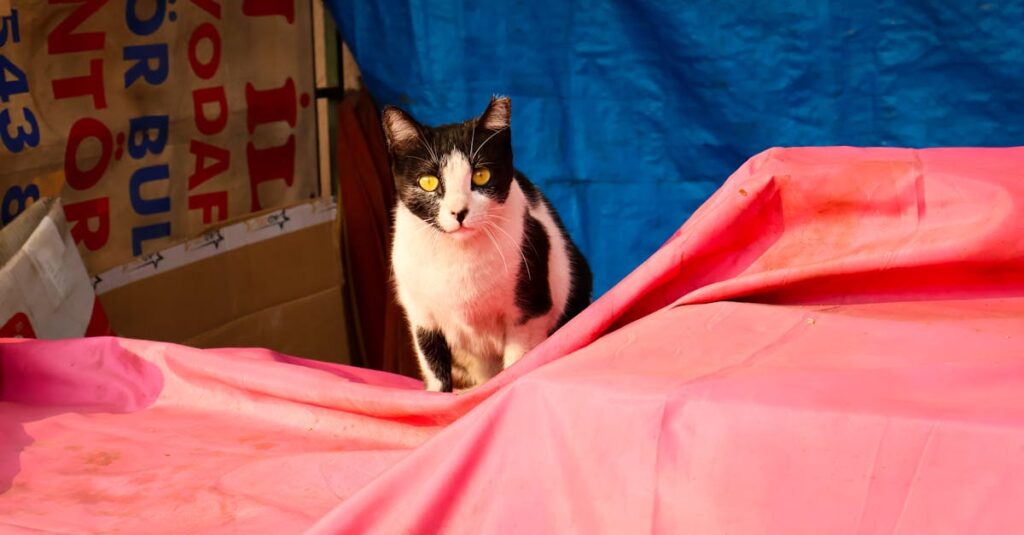 découvrez tout ce que vous devez savoir sur l'urine de chat : causes, odeurs, conseils de nettoyage et soins pour maintenir votre maison propre et votre animal en bonne santé.