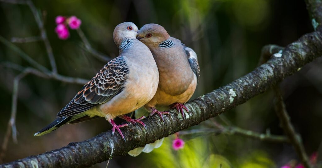 découvrez le monde fascinant des colombes, des oiseaux symboles de paix et d'amour. apprenez-en plus sur leurs caractéristiques, leur habitat et leur comportement dans notre article complet.