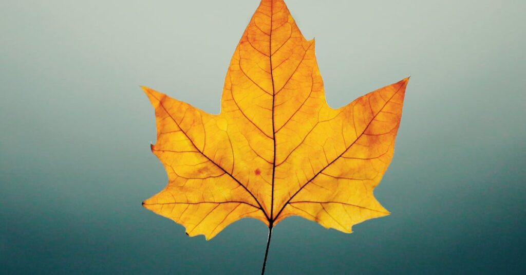 découvrez la beauté de l'automne avec ses paysages colorés, ses festivals, et ses activités en plein air. laissez-vous envoûter par cette saison magique où la nature se transforme et où l'air frais invite à la convivialité.
