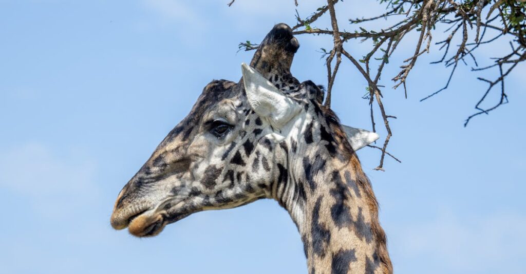 découvrez le plus grand arbre du monde, une merveille de la nature qui impressionne par sa hauteur majestueuse et sa longévité. plongez dans l'univers fascinant de ces géants verts et apprenez-en davantage sur leur importance écologique et leur préservation.