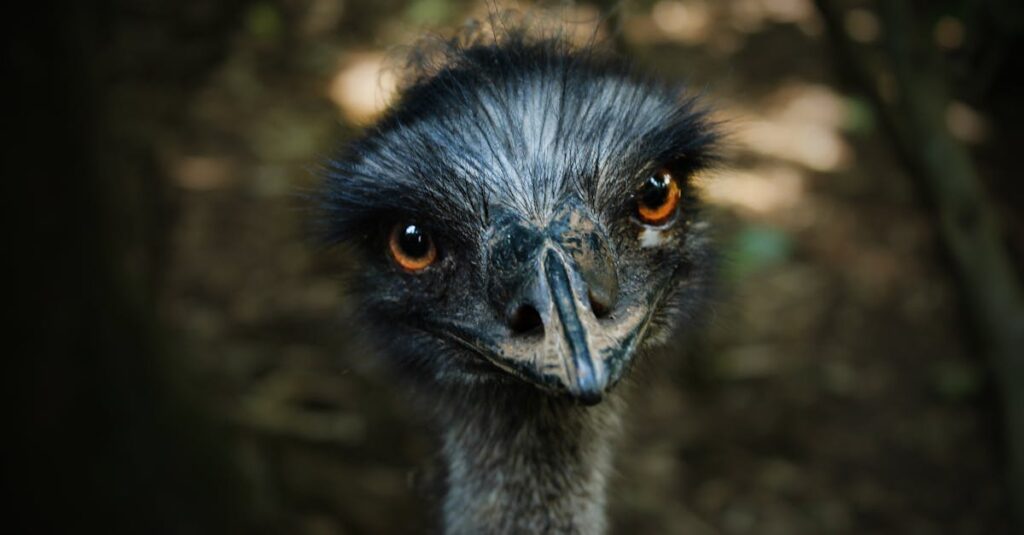 découvrez le monde fascinant des poussins d'autruche, ces oiseaux uniques au développement rapide. apprenez-en plus sur leur habitat, leur alimentation et leur comportement, tout en admirant leur incroyable croissance.