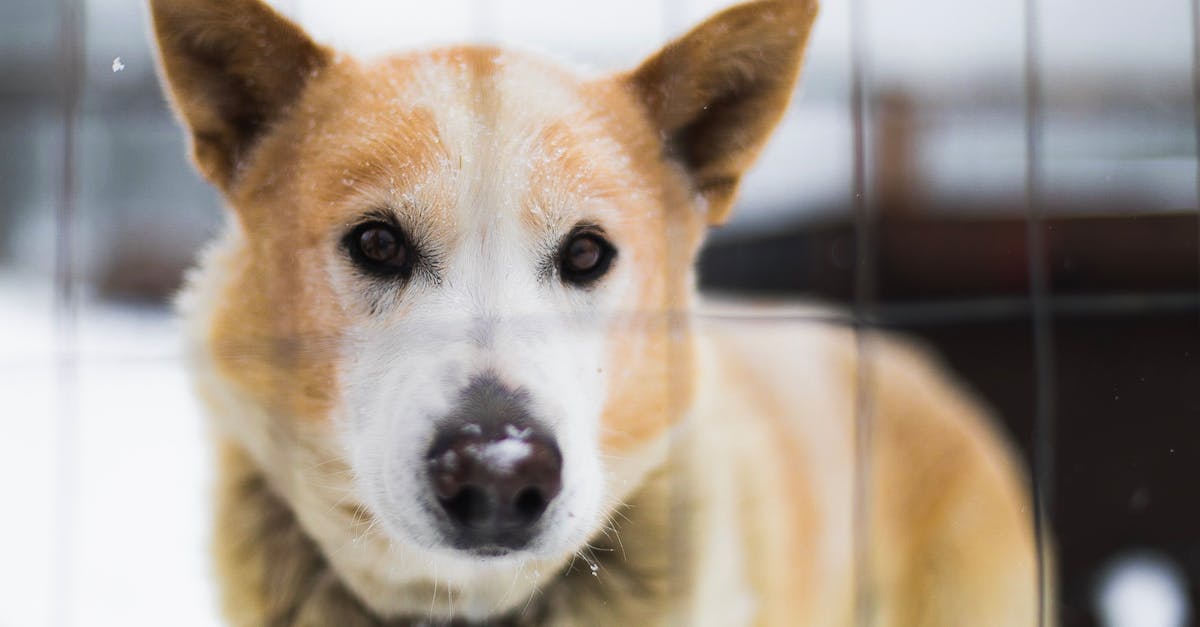 découvrez notre refuge pour animaux, un endroit sûr et chaleureux où des chiens et des chats en quête d'un foyer aimant attendent votre visite. engagez-vous à offrir une seconde chance à ces compagnons fidèles et contribuez à leur bien-être en adoptant ou en soutenant notre cause.