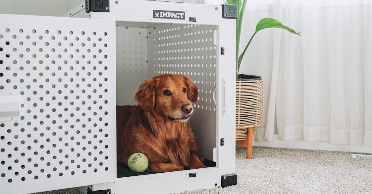 découvrez notre refuge pour animaux, un lieu chaleureux et accueillant où chaque compagnon à fourrure trouve sécurité et amour. adoptez un animal et changez une vie, tout en soutenant une cause noble!