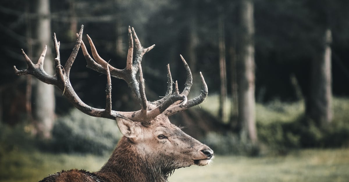 découvrez le monde fascinant des cornes d'animaux, leurs significations, leurs utilisations et leur symbolique dans diverses cultures. explorez les différents types de cornes et leur place dans la nature.