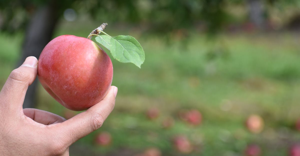 découvrez les bienfaits du vinaigre de cidre de pomme, un élixir naturel aux multiples vertus pour la santé et le bien-être. apprenez à l'incorporer dans votre alimentation et à l'utiliser pour des remèdes maison efficaces.