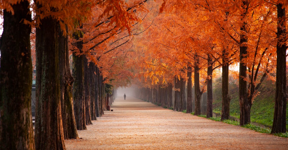 découvrez la magie de l'automne : des paysages aux couleurs flamboyantes, des activités en plein air et des saveurs réconfortantes. plongez dans l'univers chaleureux de cette saison, où chaque instant invite à savourer la beauté de la nature.