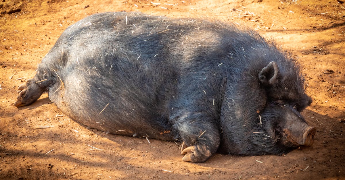 découvrez l'univers coloré et enchanteur de barbie pig, une charmante porcine qui combine le style iconique de barbie avec une touche de magie. suivez ses aventures amusantes et saisissantes, pleines de mode, d'amitié et d'auto-affirmation !