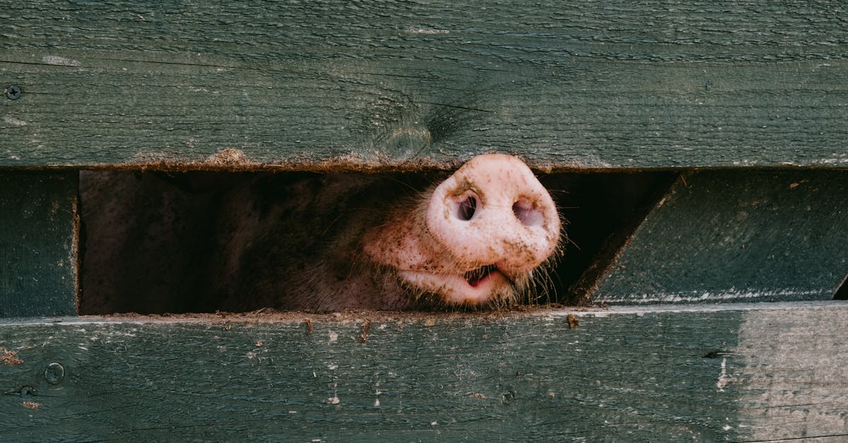 découvrez l'univers coloré de barbie pig, une aventure ludique et imaginative où la célèbre poupée barbie rencontre le monde joyeux de peppa pig. parfait pour les fans de toutes générations, barbie pig promet des histoires captivantes, des jeux créatifs et des moments de partage inoubliables. plongez dans cet univers où style et amitié se rencontrent !
