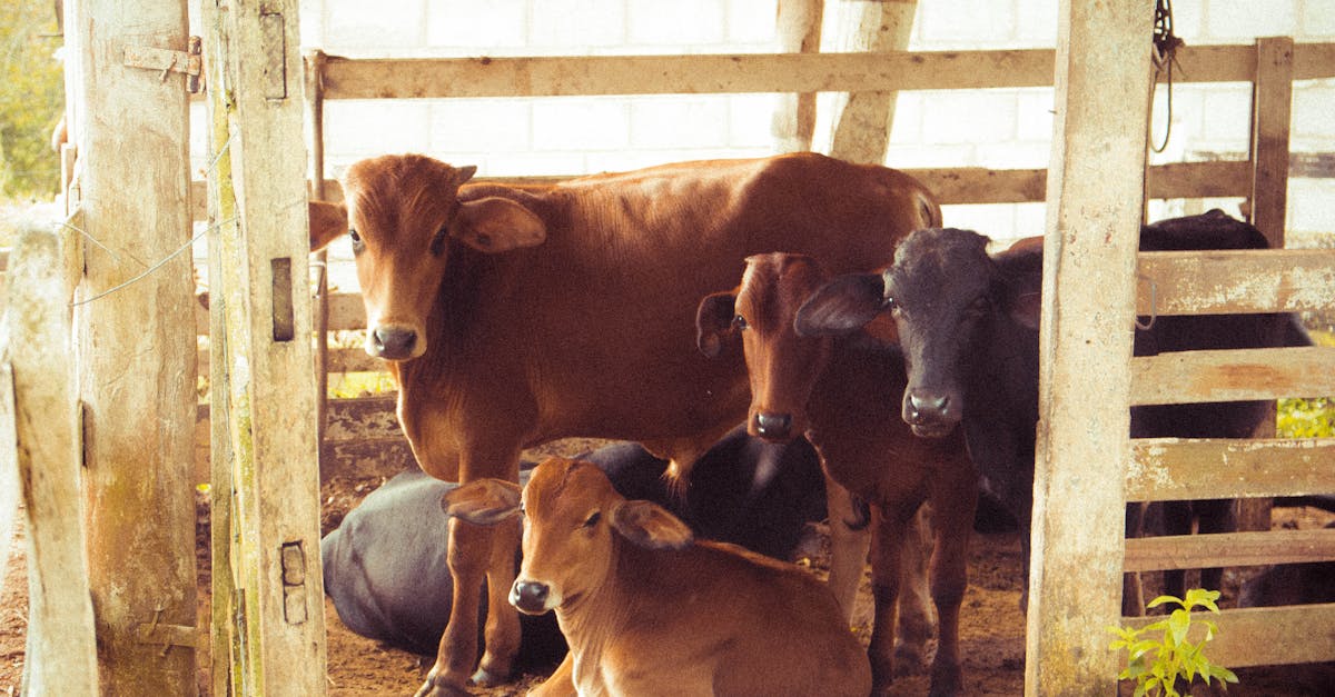 découvrez tout sur les veaux dans notre article : leur biologie, comportement et élevage. apprenez à mieux comprendre ces jeunes animaux essentiels à l'agriculture et à la production laitière.