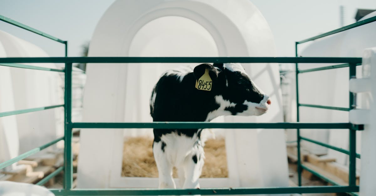 découvrez tout sur le veau, cet animal emblématique de l'élevage. apprenez ses caractéristiques, son développement et son importance dans l'agriculture et la gastronomie française. plongez dans l'univers fascinant du veau, de l'élevage à l'assiette.