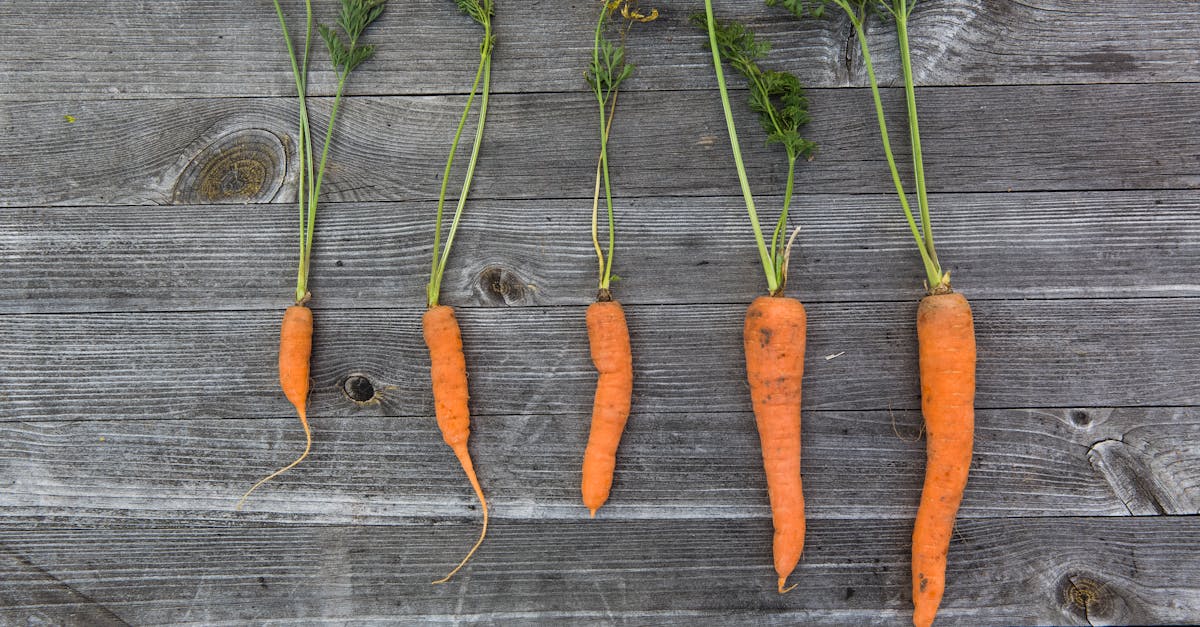 découvrez les bienfaits des carottes pour votre santé et vos recettes préférées. apprenez à choisir, conserver et cuisiner ce légume incontournable, riche en vitamines et saveurs.