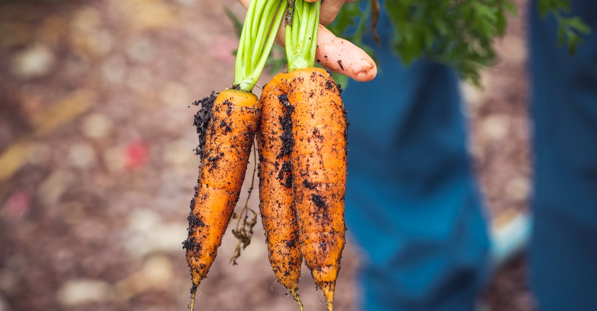 découvrez les bienfaits des carottes : un légume riche en vitamines, savoureux et polyvalent pour toutes vos recettes. apprenez des astuces de préparation et des idées de plats sains mettant en valeur ce super-aliment.