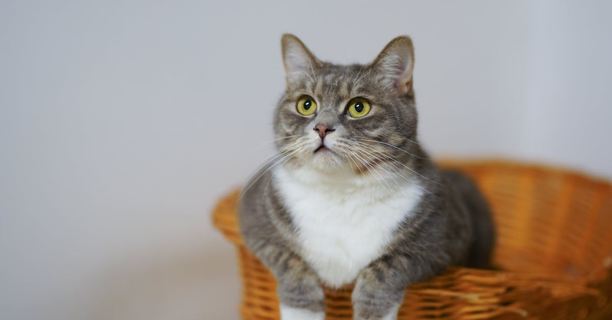 découvrez tout sur les chats : leur comportement, leur soins, et des conseils pratiques pour les propriétaires de félins. plongez dans l'univers fascinant de nos compagnons à quatre pattes !