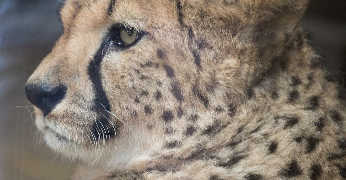 découvrez la vitesse surprenante des chats, ces animaux agiles et rapides. apprenez-en davantage sur leurs capacités exceptionnelles, leur comportement en jeu et les différentes races qui se distinguent par leur rapidité.