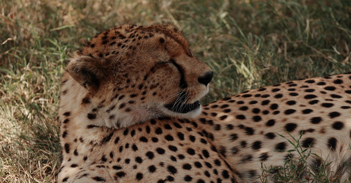 découvrez tout sur la vitesse des chats, des records impressionnants aux faits fascinants sur leurs capacités de course. apprenez comment ces félins agiles se déplacent avec une grâce fulgurante et quelles sont les races les plus rapides.