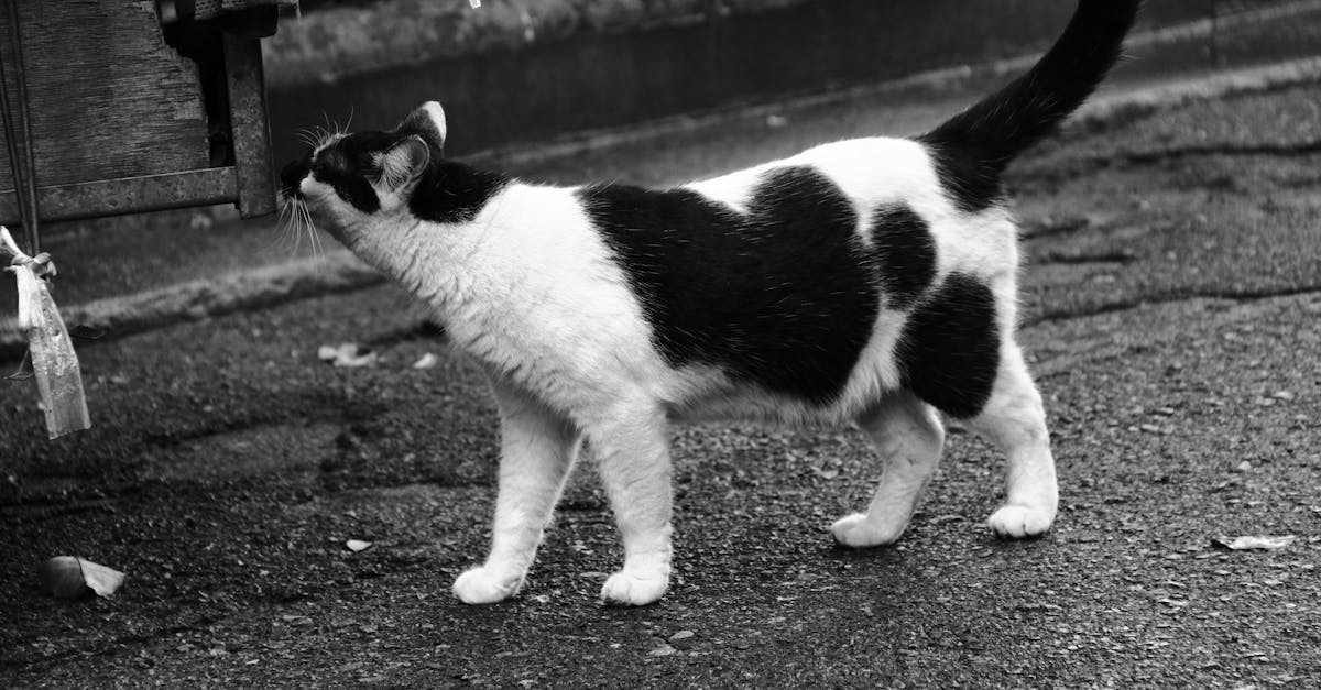 découvrez les causes et les solutions à la rétention urinaire chez les chats. apprenez comment reconnaître les signes, quand consulter un vétérinaire et les traitements disponibles pour assurer la santé de votre compagnon félin.