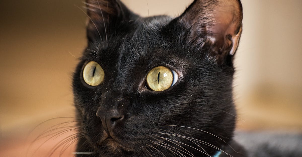 découvrez tout ce qu'il faut savoir sur l'urine de chat : causes, solutions pour les problèmes d'urine et conseils pour le bien-être de votre félin. apprenez à gérer les comportements urinaires de votre chat et à maintenir un environnement propre et sain.