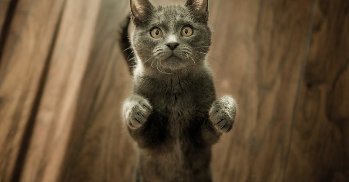 découvrez tout ce qu'il faut savoir sur les chats : comportements, soins, conseils d'éducation et anecdotes. plongez dans l'univers fascinant de ces compagnons à quatre pattes !
