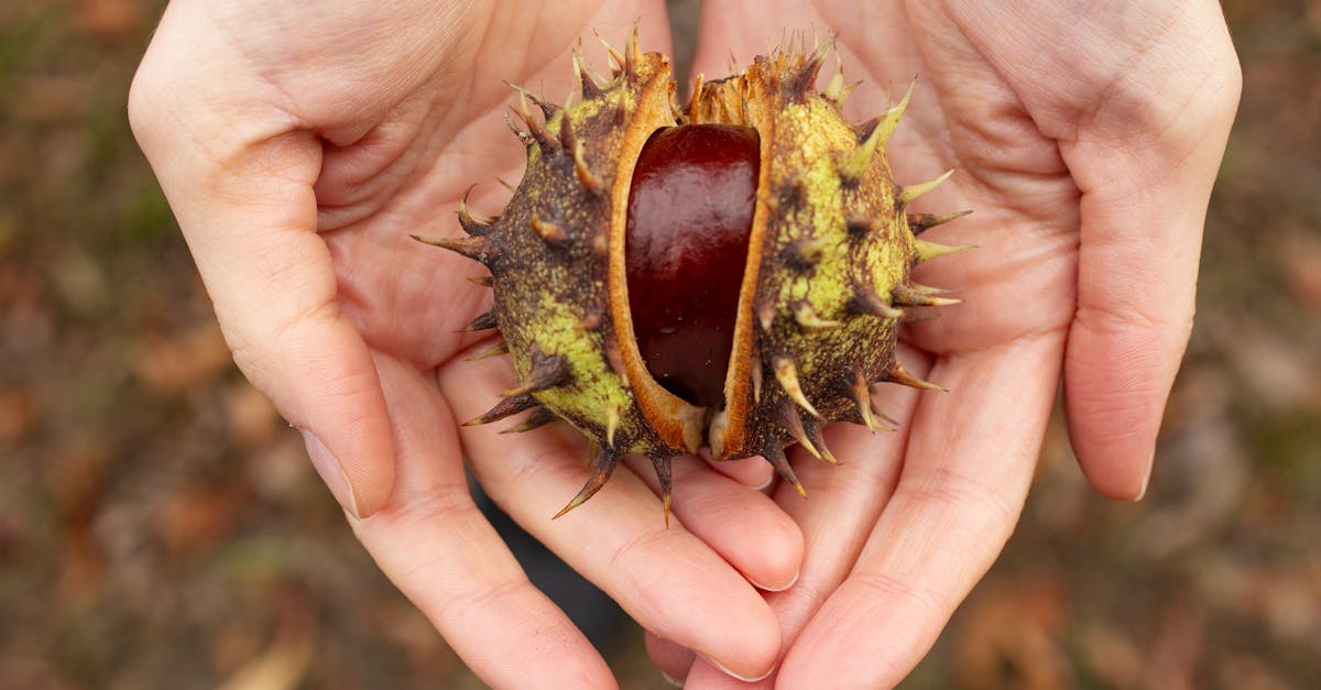 découvrez l'univers délicieux des châtaignes : recettes savoureuses, bienfaits nutritionnels et conseils de préparation pour savourer ce fruit d'automne inoubliable.