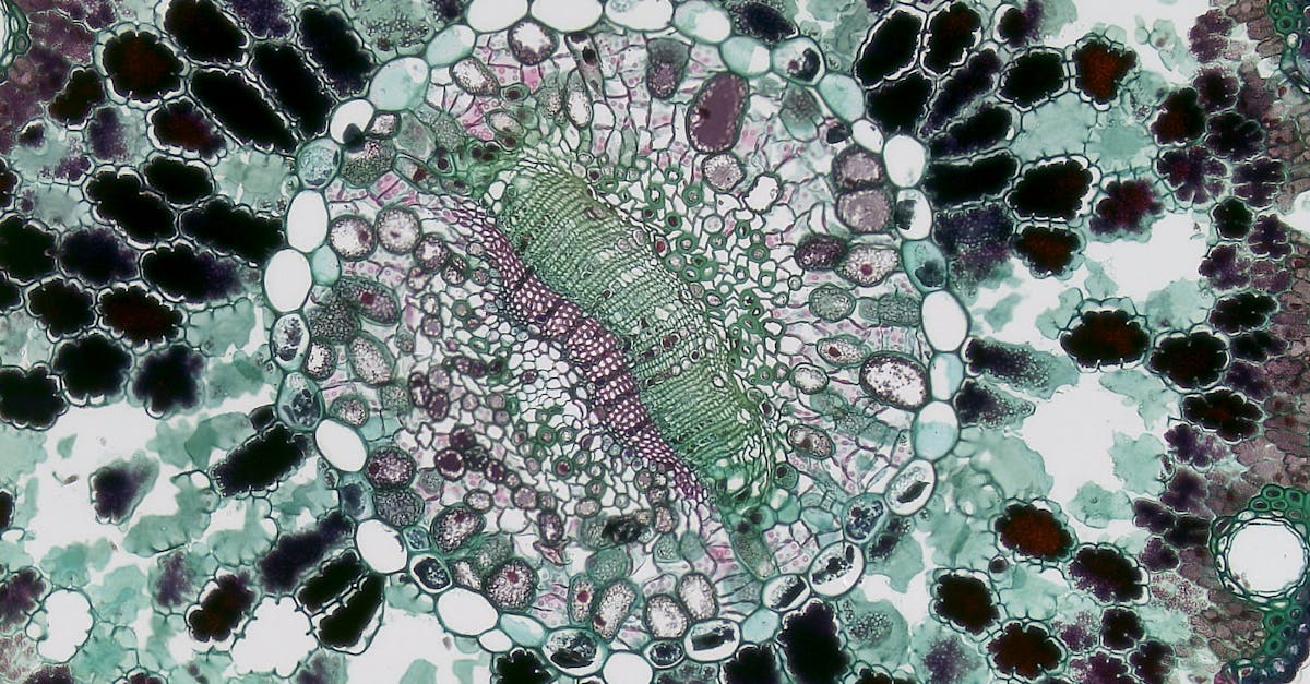 découvrez les bienfaits de la chlorophylle, ce pigment vert essentiel présent dans les plantes, qui offre des propriétés antioxydantes et purifiantes. apprenez comment intégrer la chlorophylle dans votre alimentation pour améliorer votre bien-être au quotidien.
