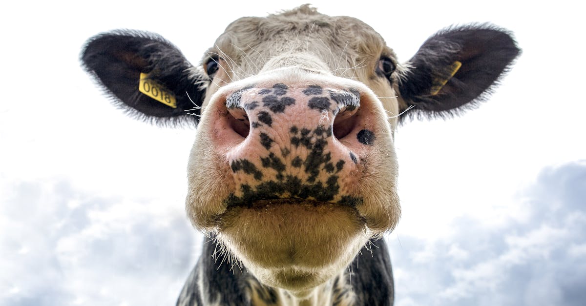 découvrez les incroyables bienfaits du fumier de vache, un engrais naturel exceptionnel pour enrichir votre sol, améliorer la croissance de vos plantes et favoriser une agriculture durable. apprenez comment l'utiliser efficacement pour un jardin florissant.