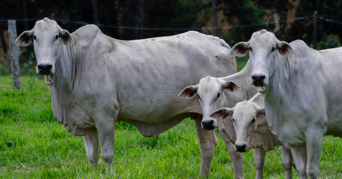 découvrez les multiples usages du fumier de vache, un engrais naturel aux vertus bénéfiques pour les jardins et l'agriculture. explorez ses propriétés nutritives et son impact positif sur l'environnement.