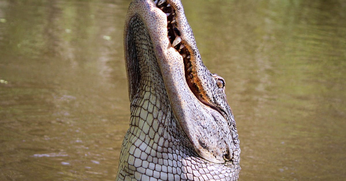 découvrez la fascinante vie des bébés crocodiles, appelés hatchlings, et explorez leur développement et leur habitat dans la nature. apprenez comment ces jeunes reptiles survivent dans leur environnement et les défis qu'ils rencontrent dès leur naissance.