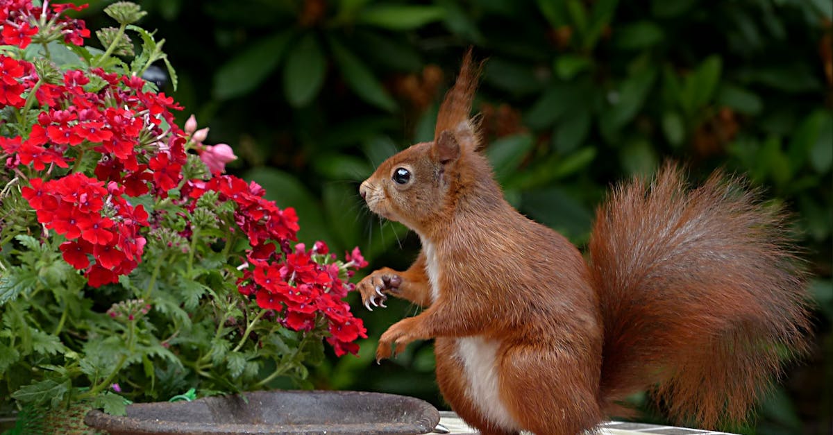 découvrez des contenus adorables et charmants qui vous réchaufferont le cœur. plongez dans un univers de mignonnerie avec des images, des histoires et des idées qui célèbrent la beauté de ce qui est cute.