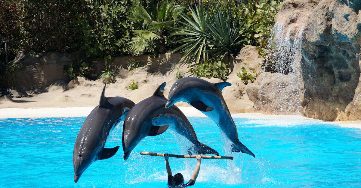 découvrez la piscine la plus profonde du monde, un espace à couper le souffle dédié aux plongeurs et aux aventuriers. plongez dans des profondeurs inédites et vivez une expérience aquatique unique, combinant exploration et sensations fortes.