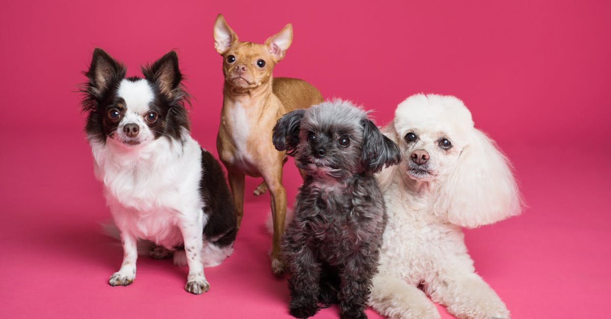 découvrez les différentes races de chiens, leurs caractéristiques, leur tempérament et des conseils pour bien les choisir. trouvez le compagnon idéal pour votre famille parmi notre sélection variée de races canines.