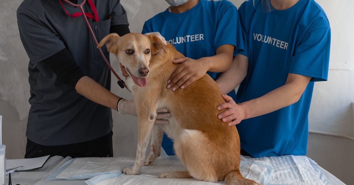 découvrez les symptômes, traitements et conseils pour comprendre et gérer les maladies chez votre chien. apprenez à reconnaître les signes de malaise et à assurer le bien-être de votre compagnon à quatre pattes.