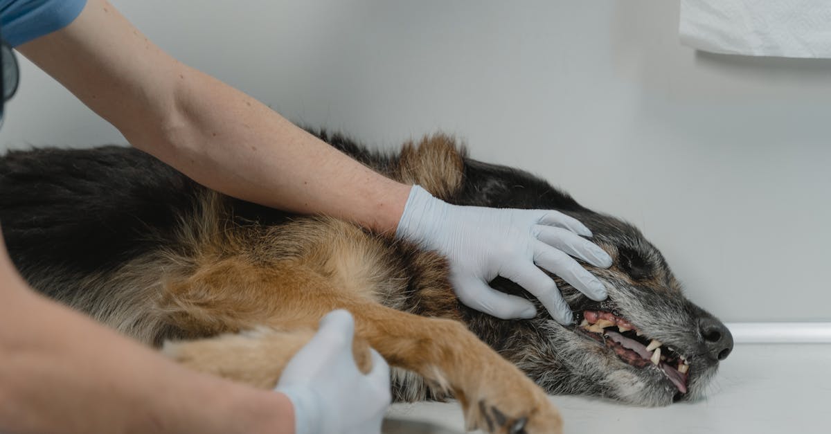 découvrez les symptômes courants de la maladie chez les chiens, les causes possibles et les conseils pour maintenir votre compagnon en bonne santé. informez-vous sur les traitements disponibles et lorsque consulter un vétérinaire.