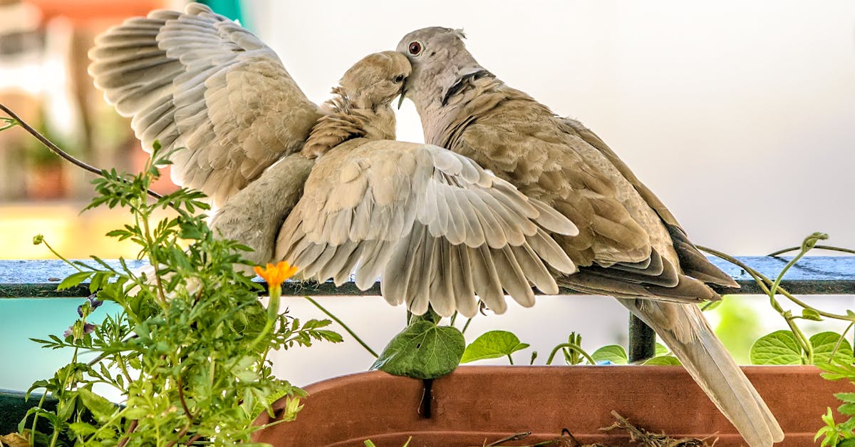 découvrez tout sur les colombes, ces oiseaux gracieux et symboliques. apprenez leurs caractéristiques, leur habitat et leur rôle dans différentes cultures à travers le monde.