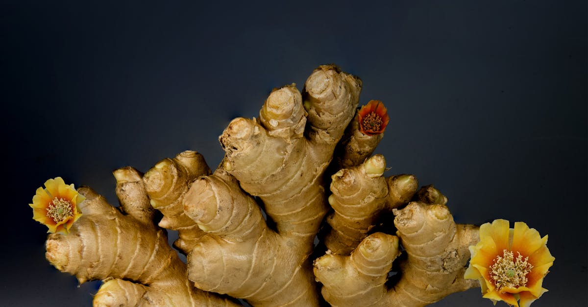 découvrez l'univers fascinant des moisissures comestibles : des variétés savoureuses enrichissant vos plats, à leurs bienfaits nutritionnels. explorez les différentes façons d'incorporer ces champignons uniques dans votre cuisine.