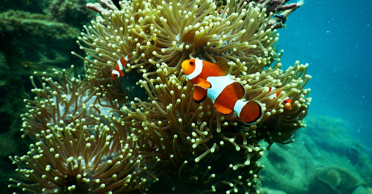 découvrez le poisson le plus rapide du monde ! apprenez tout sur ses caractéristiques, son habitat et son incroyable vitesse qui le distingue dans l'univers marin. explorez les merveilleuses adaptations des poissons les plus véloces du globe.
