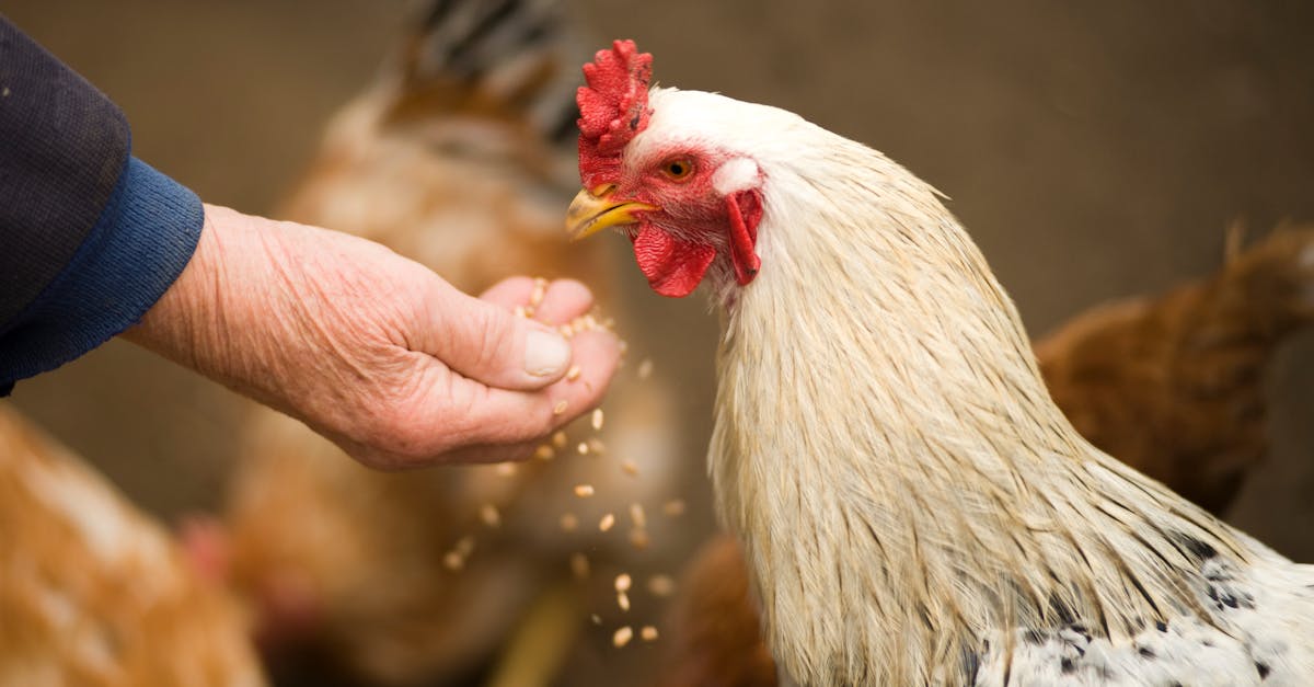 découvrez des conseils et des astuces pour nourrir votre corps de manière saine et équilibrée. apprenez l'importance d'une alimentation variée, des recettes savoureuses et des recommandations nutritionnelles adaptées à vos besoins.