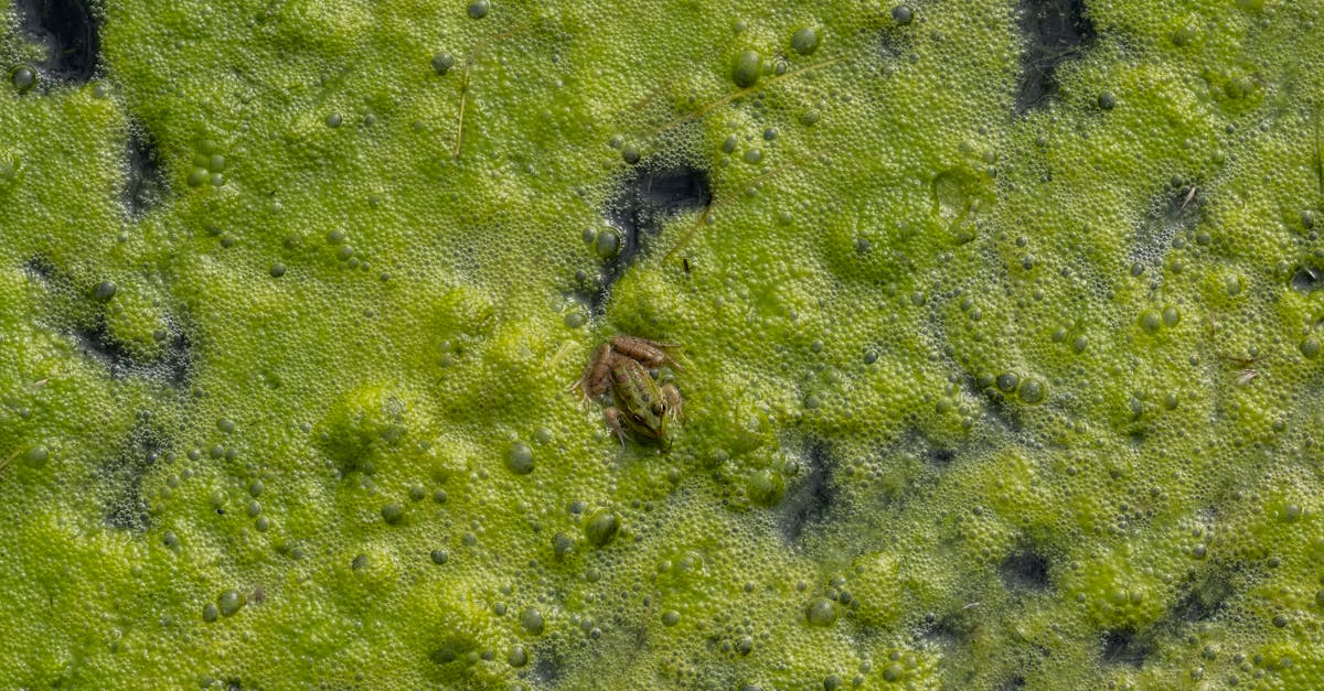 découvrez froggies, l'univers fascinant des grenouilles ! plongez dans un monde coloré et enchanteur, riche en informations sur ces amphibiens captivants. éveillez votre curiosité et rejoignez-nous pour explorer les différentes espèces, leur habitat et leur comportement. parfait pour les passionnés de nature et les curieux !