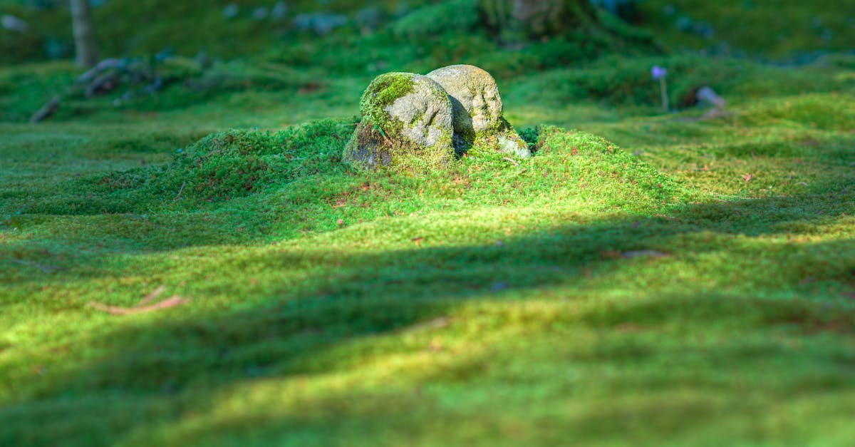 découvrez l'importance de l'héritage dans notre société, son impact sur notre identité culturelle et les traditions qu'il perpétue. plongez dans l'exploration des valeurs, des biens et des connaissances transmises de génération en génération.