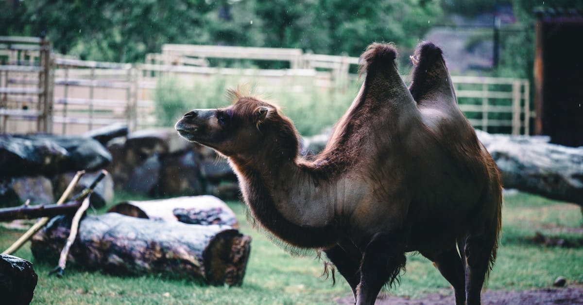 découvrez notre article sur les 'humps' : une exploration détaillée des bosses de terrain, de leur importance dans l'urbanisme, et de leur impact sur la sécurité routière. apprenez tout sur leur conception et leur efficacité pour réduire la vitesse des véhicules.