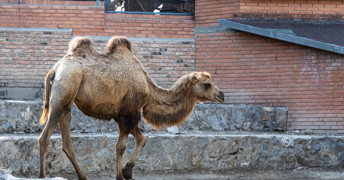 découvrez tout sur les 'humps', ces protubérances routières conçues pour ralentir la circulation. apprenez leurs fonctions, avantages et inconvénients ainsi que leur impact sur la sécurité routière.