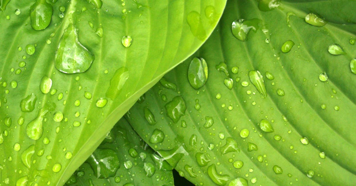 découvrez l'importance de l'hydratation pour votre santé et votre bien-être. apprenez comment boire suffisamment d'eau et optimiser votre routine hydrique pour améliorer votre peau, votre énergie et votre performance au quotidien.