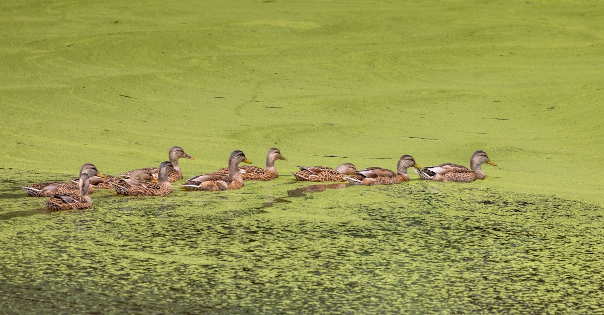 découvrez la plus grande famille du monde et plongez dans leur quotidien fascinant, rempli d'histoires, de traditions et d'anecdotes uniques. explorez les défis et les joies de vivre en grand, et apprenez comment cette famille hors du commun maintient des liens solides malgré leur nombre impressionnant.
