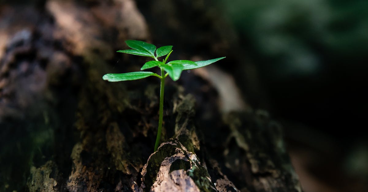 découvrez les mécanismes fascinants de la régénération hépatique. apprenez comment le foie récupère et se répare, ainsi que les facteurs qui influencent ce processus naturel, essentiels pour maintenir une bonne santé.