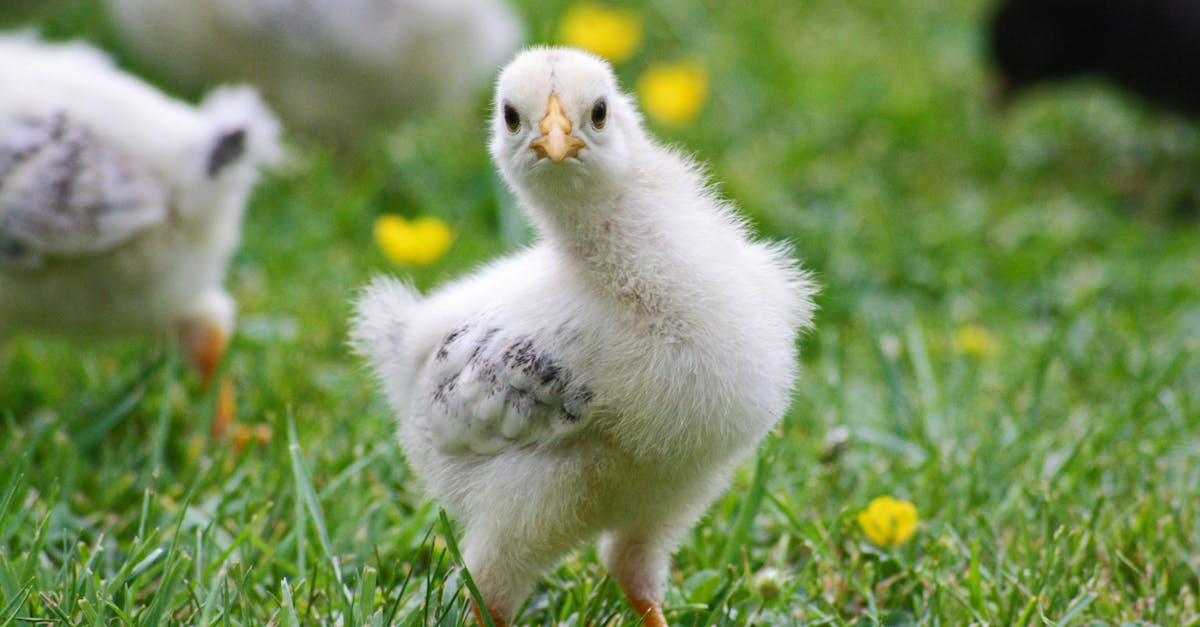 découvrez tout sur les poussins d'autruche : leur croissance, leur habitat naturel et des curiosités fascinantes sur ces jeunes oiseaux uniques. apprenez comment prendre soin d'eux et émerveillez-vous devant leur comportement exceptionnel.