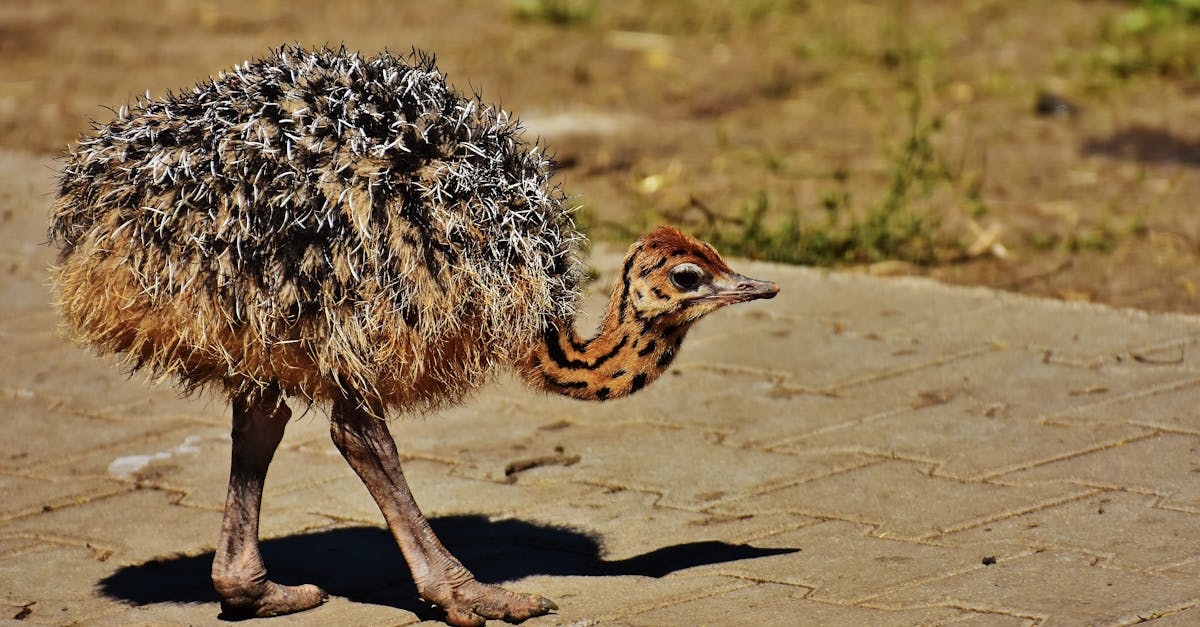 découvrez le monde fascinant des poussins d'autruche ! apprenez tout sur leur comportement, leur habitat et les soins nécessaires pour élever ces adorables oiseaux exotiques, de la naissance à l'âge adulte.