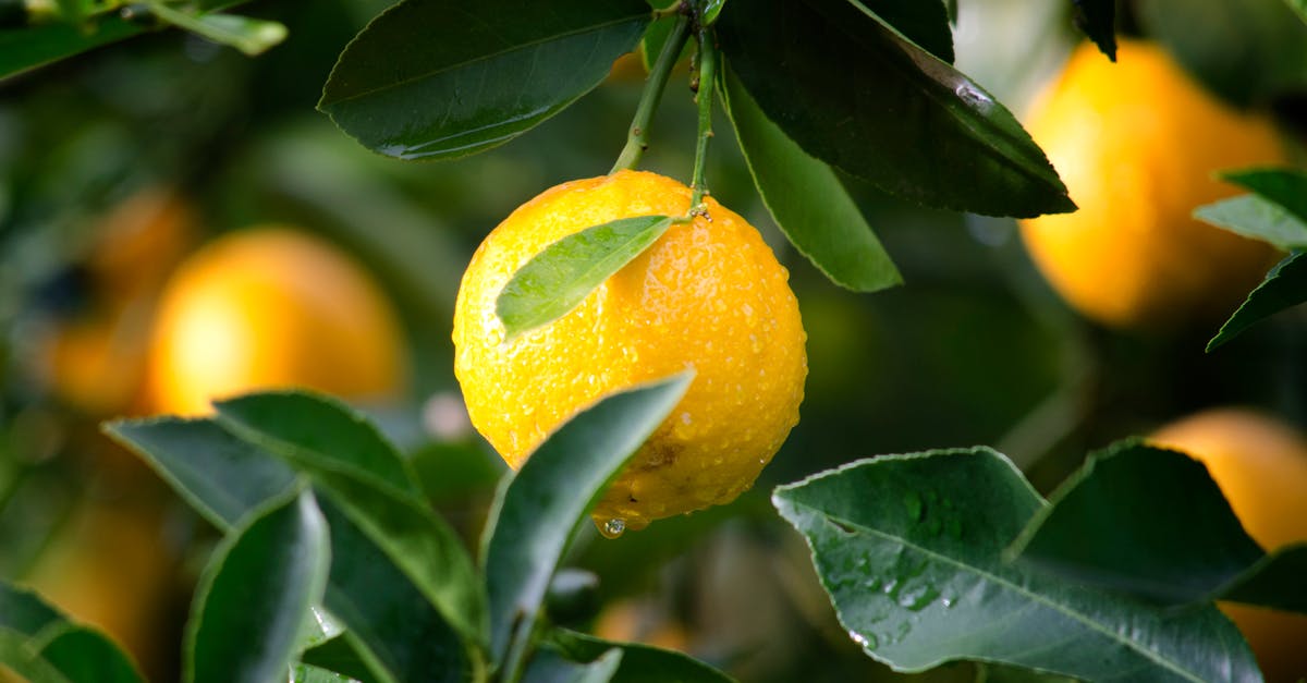 découvrez tout ce que vous devez savoir sur les pesticides : leur fonctionnement, leurs types, leur impact sur l'environnement et la santé, ainsi que des alternatives écologiques pour une agriculture durable.