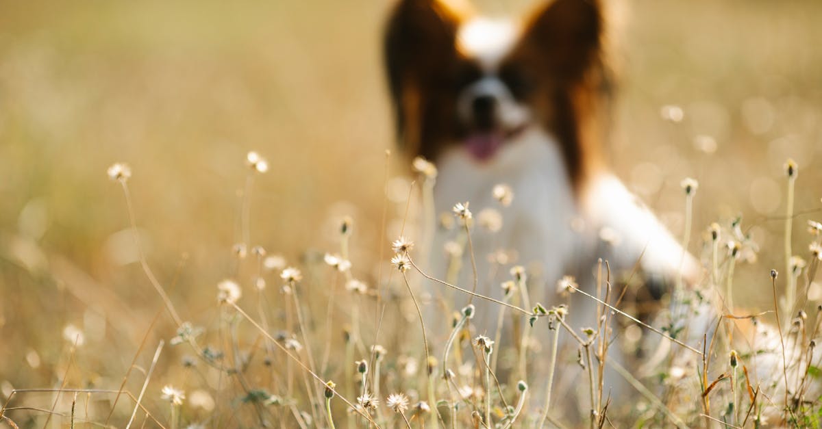 découvrez tout sur les chiots : conseils d'élevage, astuces de dressage et informations sur les différentes races. apprenez comment offrir à votre futur compagnon à quatre pattes une vie heureuse et épanouie.