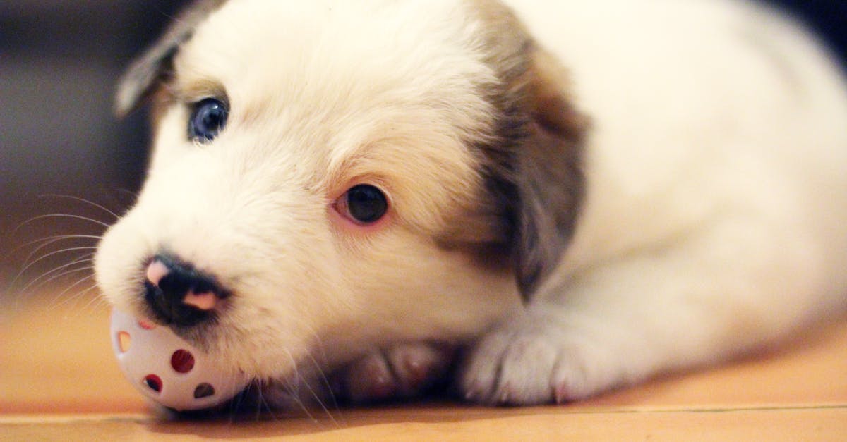 découvrez tout ce qu'il faut savoir sur les chiots : conseils de santé, d'éducation et d'alimentation pour accueillir votre nouveau compagnon à quatre pattes.