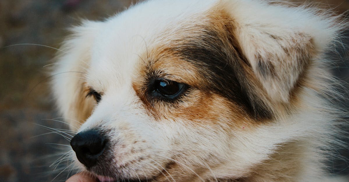 découvrez l'univers fascinant des chiots ! apprenez tout sur leur éducation, leur santé et leurs besoins spécifiques pour accueillir cet adorable compagnon dans votre vie.